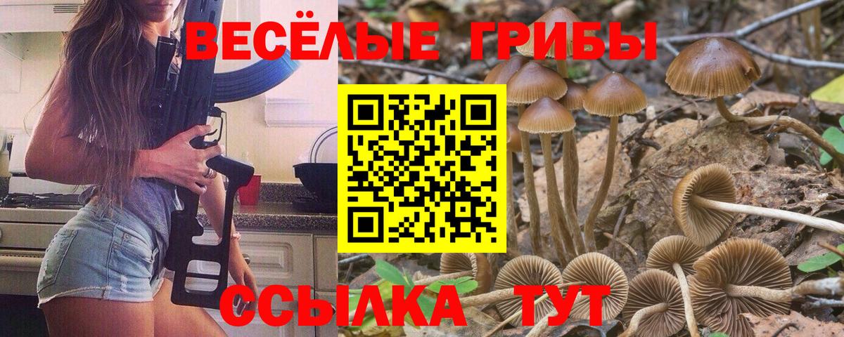 Мытищи  Галлюциногенные грибы Psilocybe  Вход с VPN 